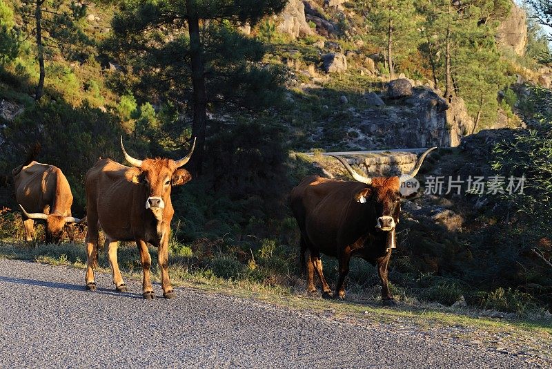 Maronesa牛是一种传统的葡萄牙山地牛品种，其肉质和牵引力非常好。葡萄牙佩内达-热尔斯国家公园