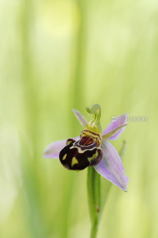 晚蜘蛛兰(欧芙兰)