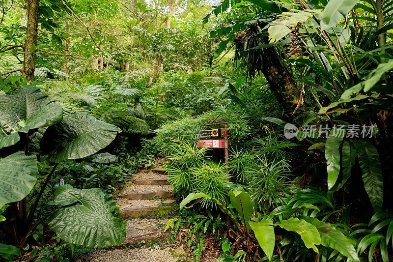 郁郁葱葱的绿色植物在热带丛林森林马来西亚槟城岛