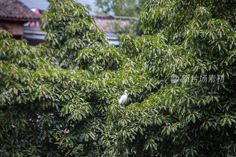 在中国眉山市柳江古镇，鸟儿栖息在树枝上