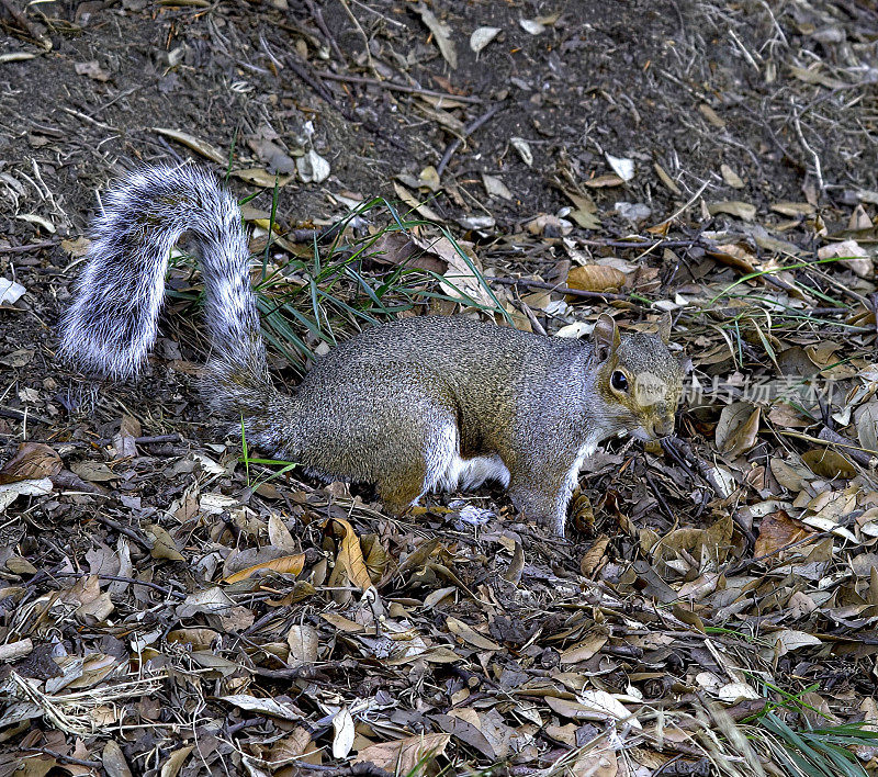 一只灰色的松鼠在秋天的树叶中休息