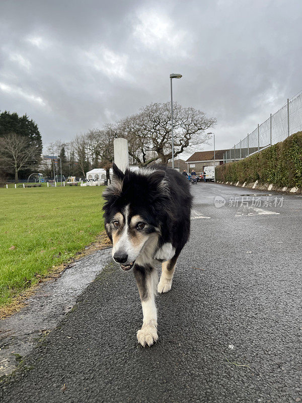 高级边境牧羊犬近距离肖像