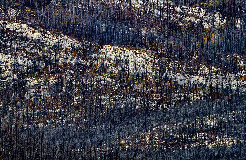 近距离拍摄的山坡上有枯死的常青树和裸露的白色岩石