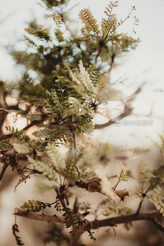 蕨类植物的茎，像叶子一样作为背景