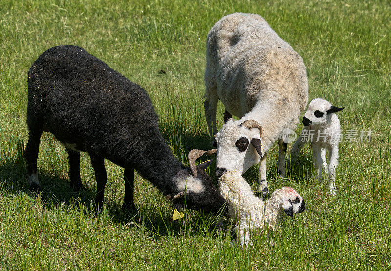 羊羔和它们的妈妈