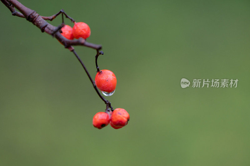 花楸在树枝上。