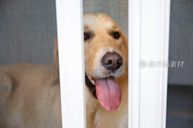 金毛猎犬从门缝里往外看