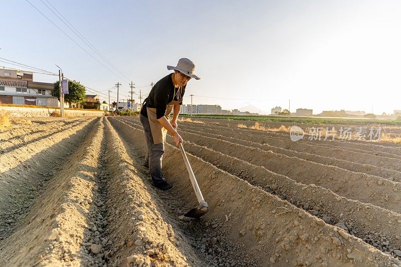 一把亚洲男性农用锄把田地平整了