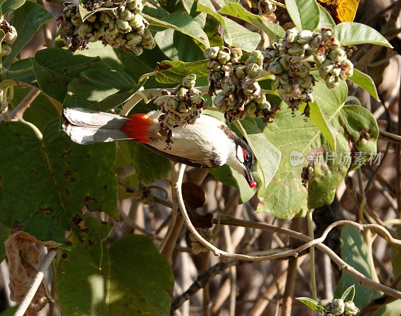 红须鹎栖息在以绿叶为背景的树上