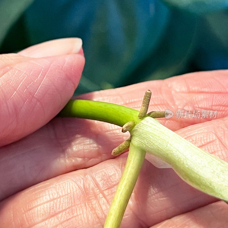 室内植物节点