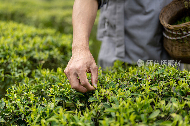 一位农民正在茶园里采茶