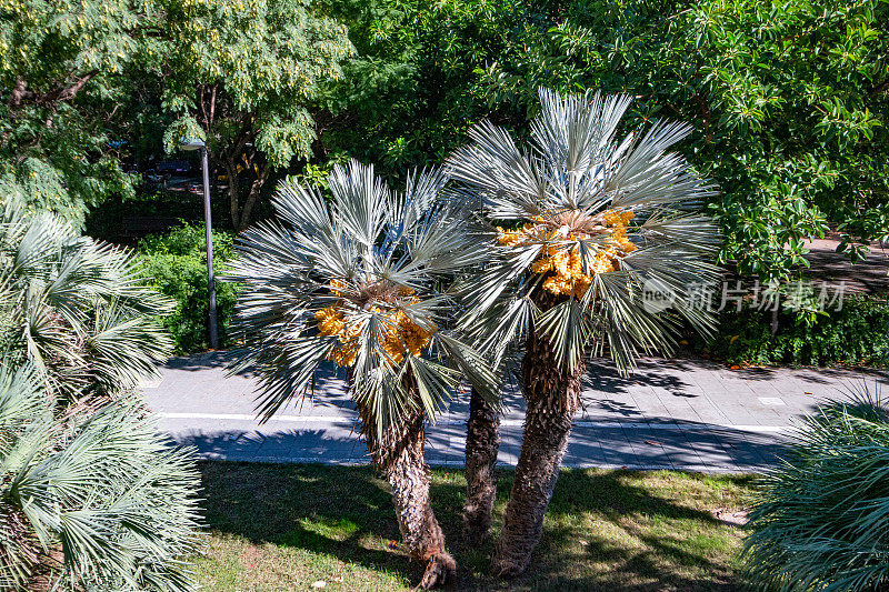 西班牙瓦伦西亚图里亚河床公园的枣椰树