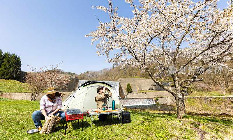 一对情侣在美丽的樱花树下的公园里露营