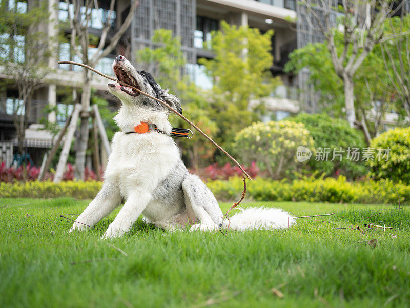 牧羊犬在草地上玩耍