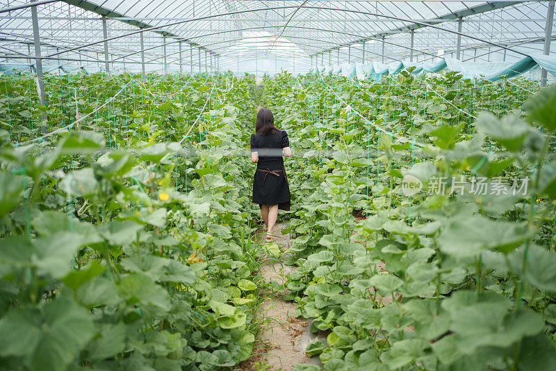 蔬菜种植园里的工人