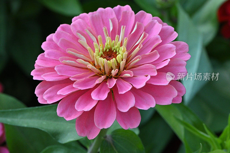 粉色zinnia