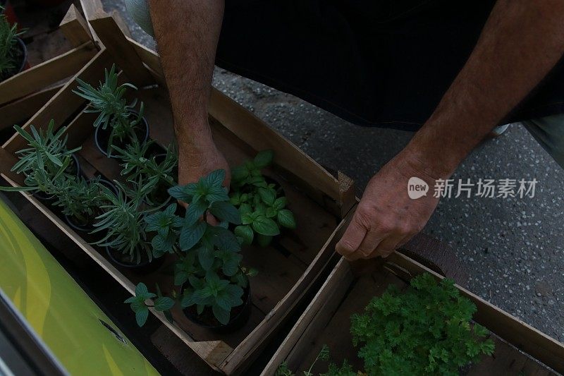 一个男人选择草药