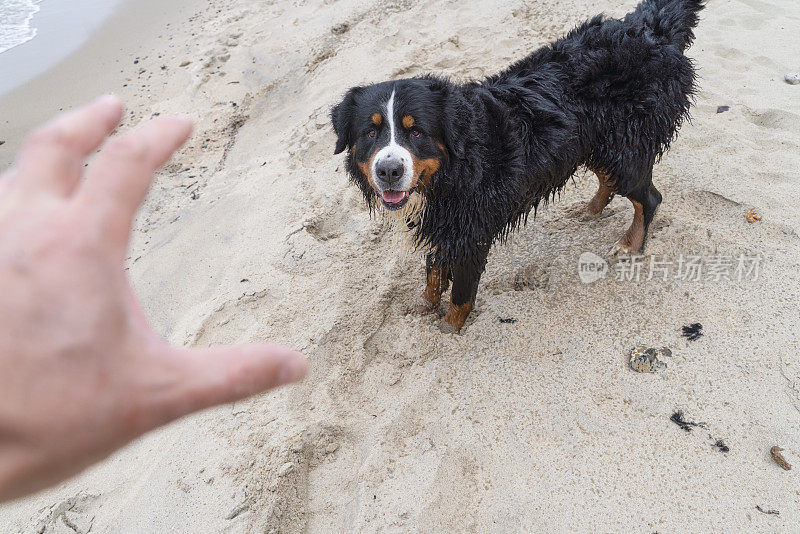 伯尔尼山犬zenenenhund正在沙滩上和主人玩耍，模仿攻击和打斗。