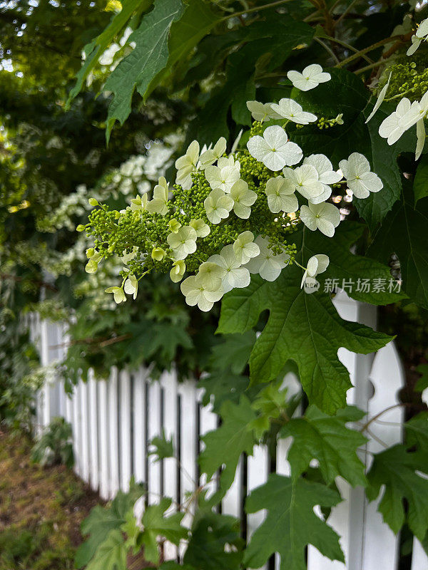 橡树叶绣球花