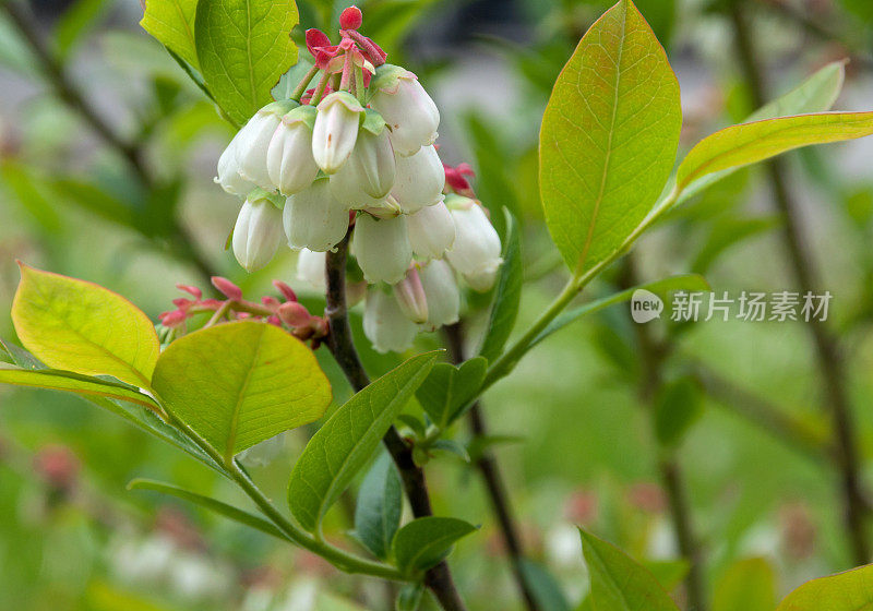 蓝莓花挂毯