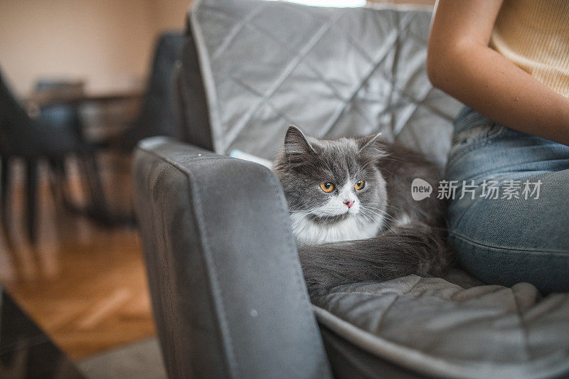 一只灰白相间、黄眼睛的猫躺在主人旁边的沙发上