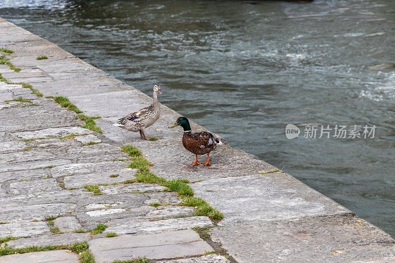 德国雷根斯堡多瑙河散步道上的野鸭