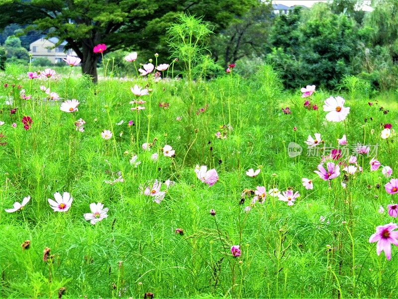 日本。8月。长满宇宙花的草地。