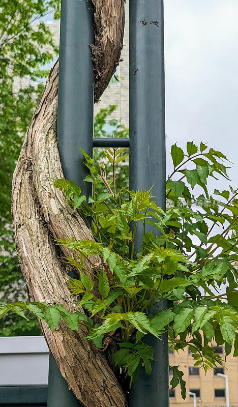 日本札幌的一根柱子上的藤蔓