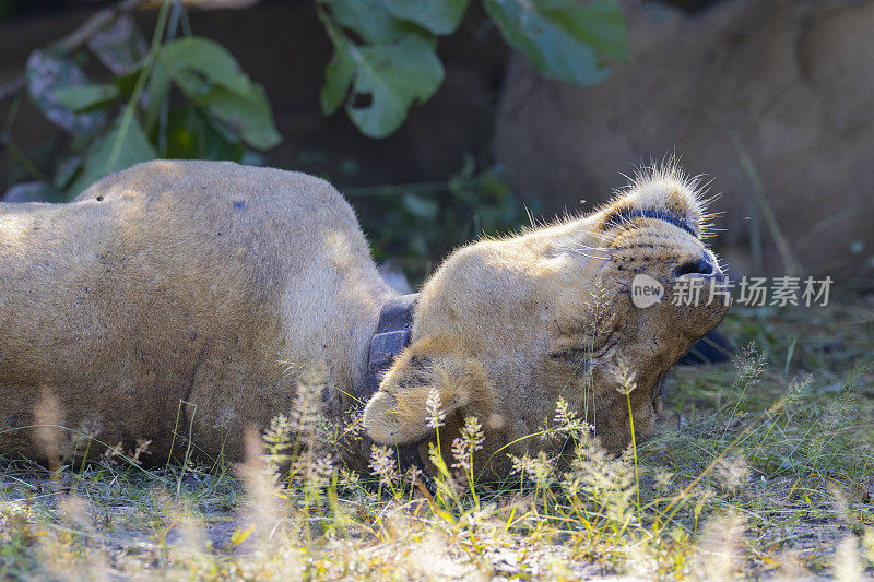 在非洲热带稀树草原栖息地休息的母狮