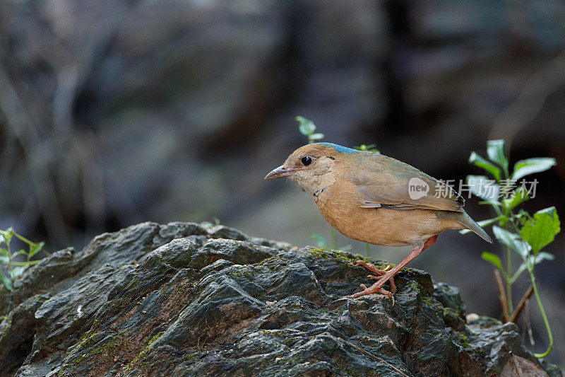 琵塔鸟:成年雄性蓝枕琵塔鸟(nipalhydrornis)。