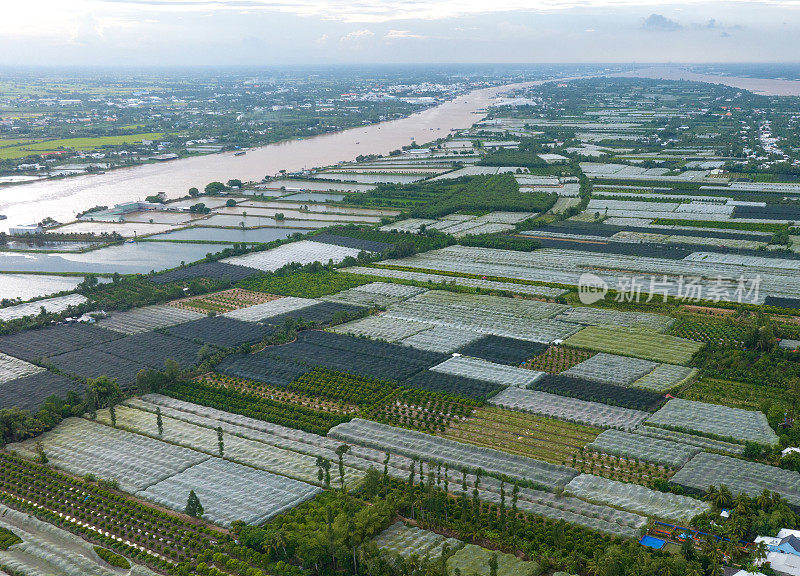 檀乐岛上的人们种植梅树，用网覆盖了芹苴市的整个梅园