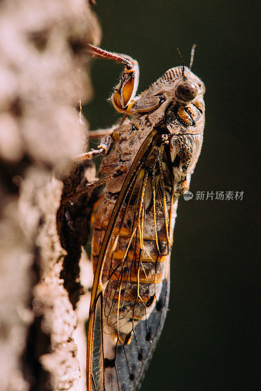 栖息在树枝上的蝉(蝉科)。微距摄影。