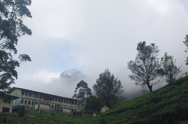 两层楼的建筑和茶叶种植园在树林和雾在斯里兰卡的山区