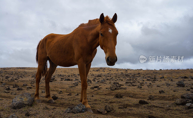 马在海岸牧场-复活节岛，智利