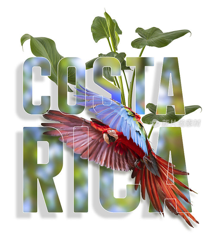 哥斯达黎加的标志徽章，有会飞的金刚鹦鹉
