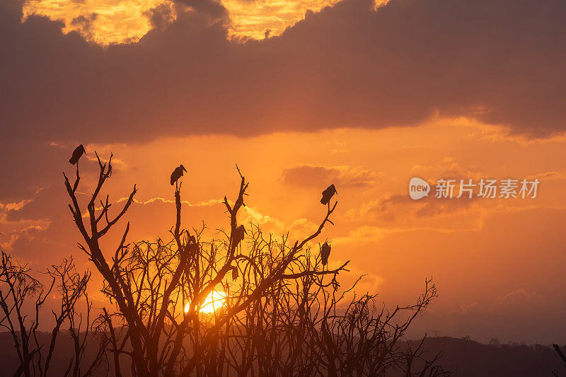 在日落时分，一群鹳站在树上，伴着令人惊叹的橙色光芒——肯尼亚