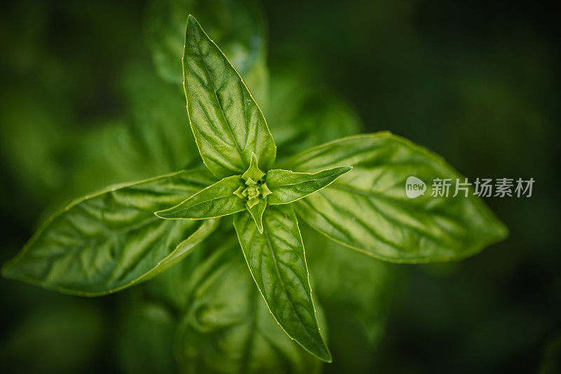 花园里种植的有机罗勒。