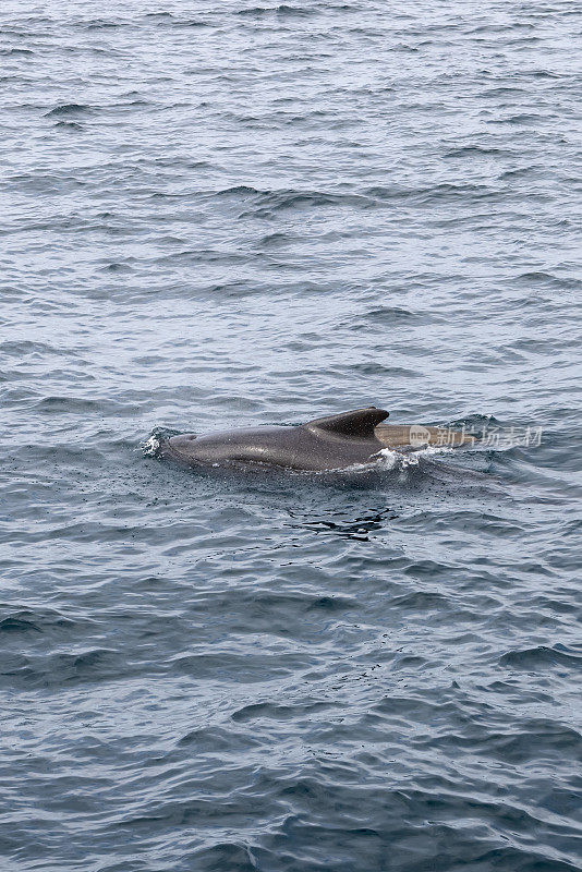领航鲸幼崽和它的母亲在挪威安第斯附近凉爽、灰色的水域里亲密地游泳(垂直照片)