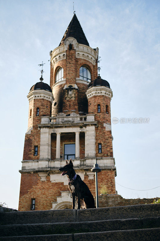塞尔维亚，贝尔格莱德，美丽的黑狗在加尔多斯塔附近摆姿势。泽蒙区老城区。带着宠物去欧洲旅行。