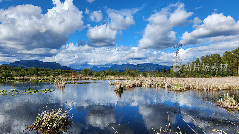 美丽的蓝天和云在湿地水的反射，在加拿大不列颠哥伦比亚省的区域公园