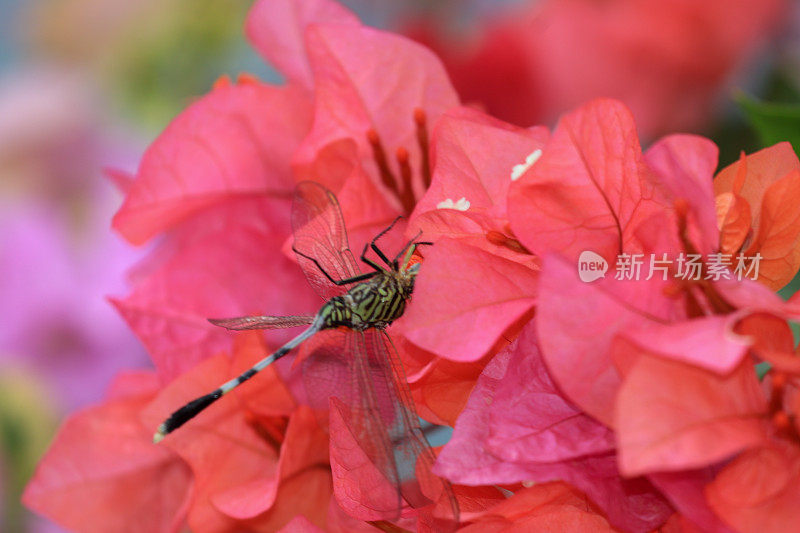 帝蜻蜓特写