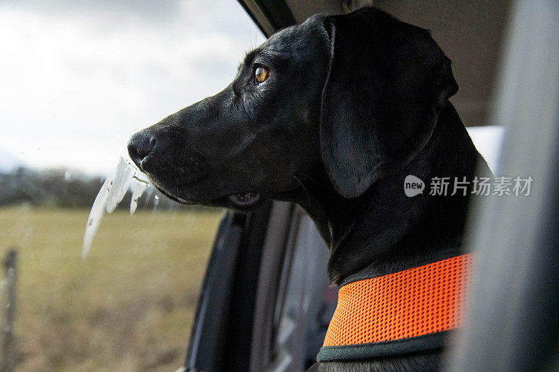 黑色拉布拉多猎犬的肖像凝视着车窗外