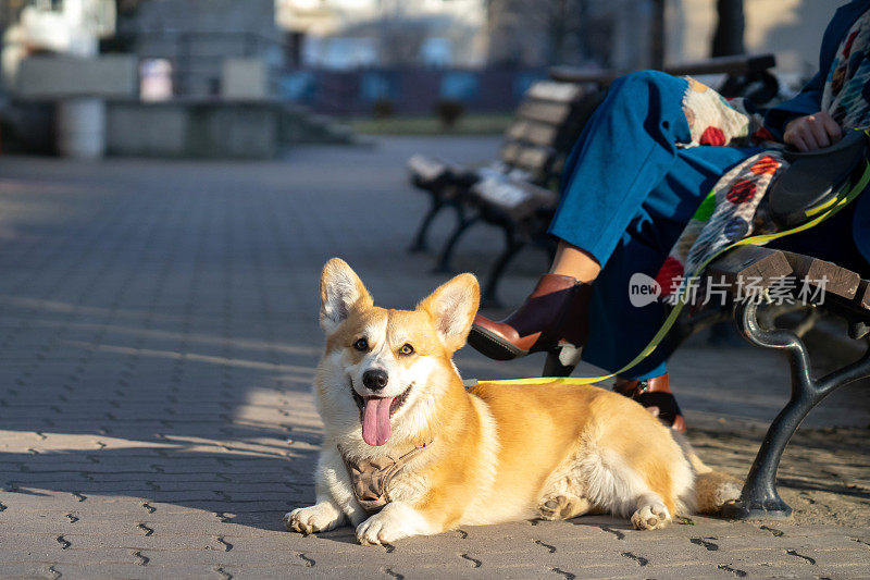 一个成熟的女人带着她的狗在公园散步后坐在公园的长椅上