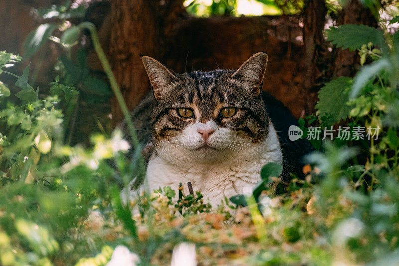 一只美丽的虎斑猫在花园里的草地上休息的特写