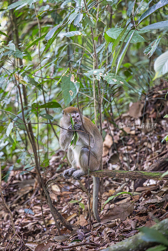 苏门答腊长尾猕猴，在丛林地面上的苏门答腊长尾猕猴