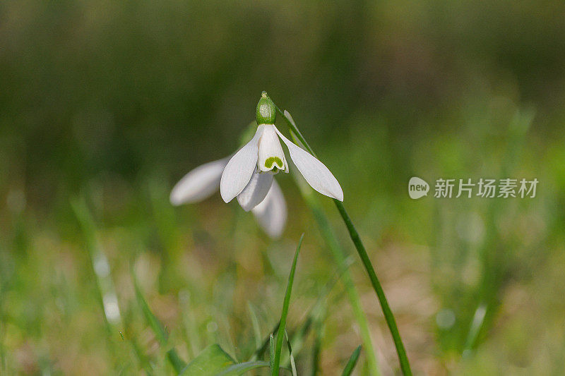 雪花莲，雪花莲，雪花莲属，雪花莲属的一种植物，属于雪花莲科，雪花莲属的典型植物。在野外，以南欧和中欧的森林而闻名