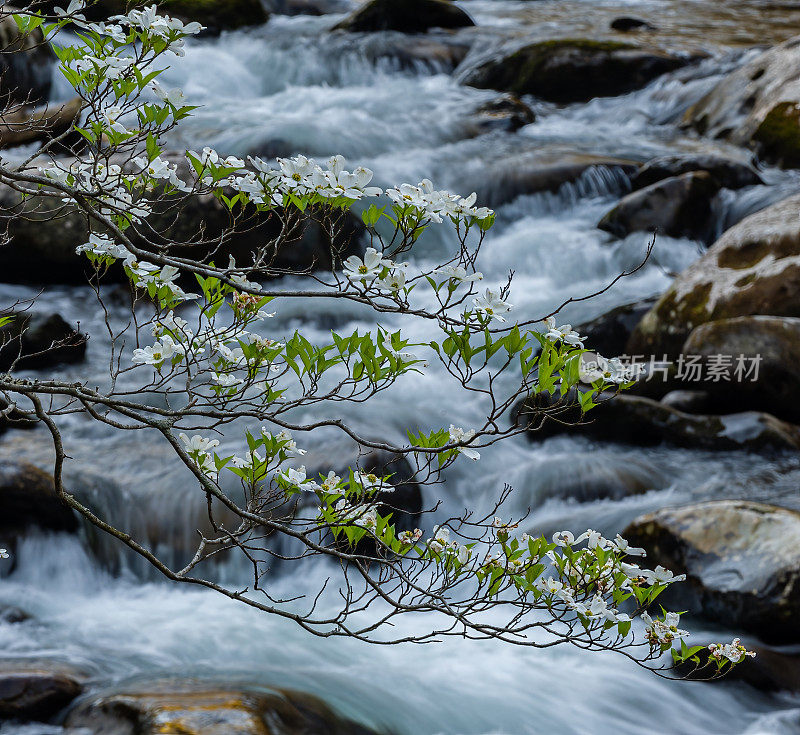 河边开花的山茱萸，佛州山茱萸，田纳西州大烟山国家公园。山茱萸佛罗里达。原产于北美东部的山茱萸。它是一种小型落叶乔木，可长到10米高，树干直径可达30厘米。