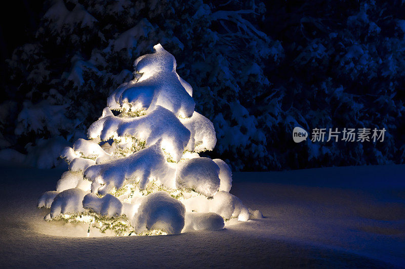 白雪覆盖的圣诞树