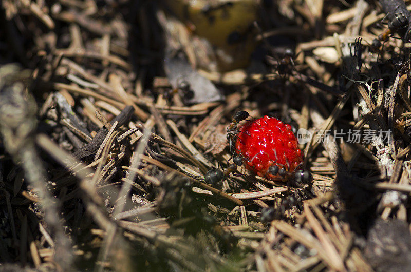 美丽的野草莓和蚂蚁