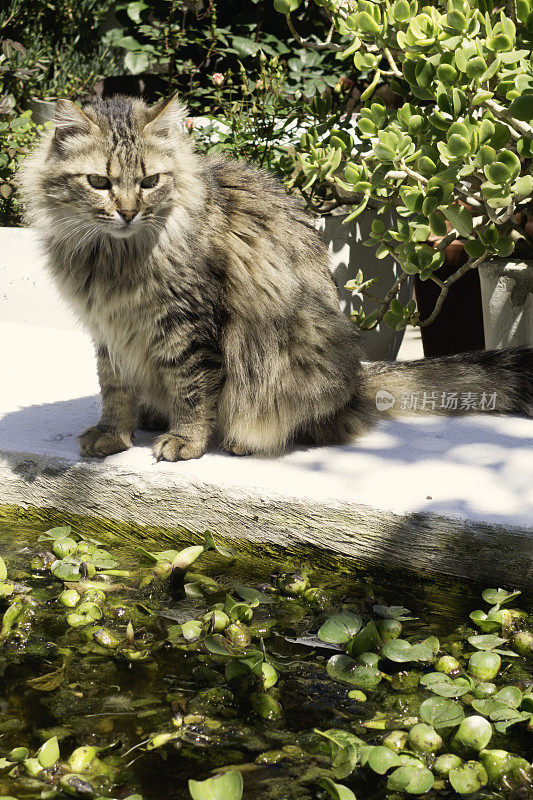 猫在水里看